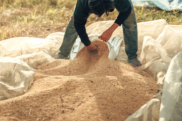Farmer keep dry Grains on a Sunny Harvest Day in Rural Field before they are packed into sacks...