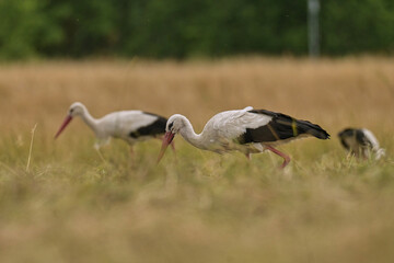Storks in the open field.