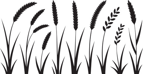 Collection of black grass and wheat silhouettes isolated on white background