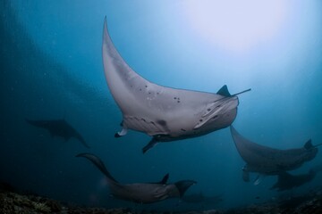 A majestic manta ray glides gracefully through the turquoise ocean waters.