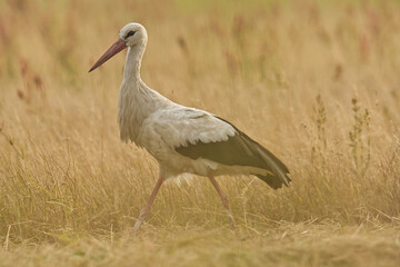 Storks in the open field.