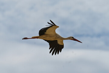 Obraz premium Storks in the open field.