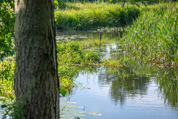 Small river Grabia in central Poland.