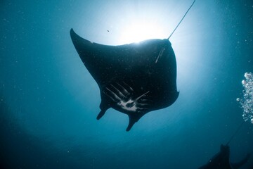 A majestic manta ray glides gracefully through the turquoise ocean waters.