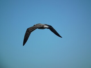 Seagull 
