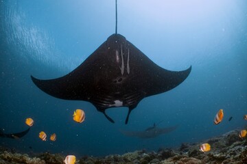 A majestic manta ray glides gracefully through the turquoise ocean, surrounded by smaller fish.