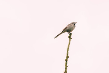 A small bird perched on a thin branch against a pale background. 