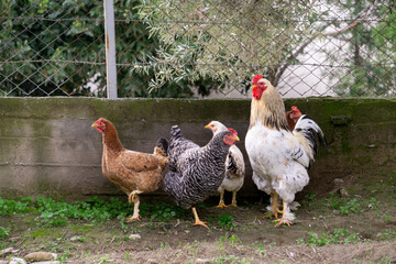 free range chicken