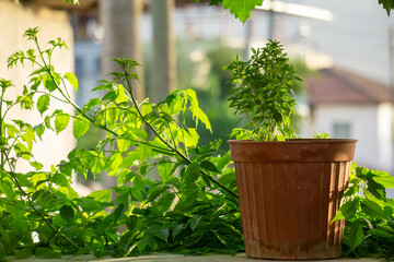 green plant in a pot