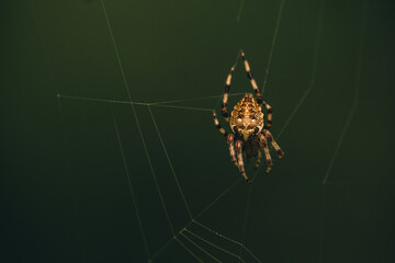 A close-up of a brown spider on its intricate web. 