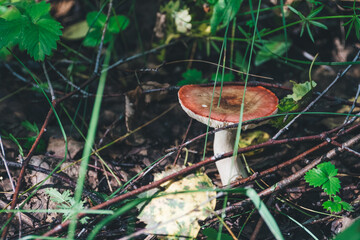 A red-capped mushroom grows among green grass and twigs in a forest setting. 