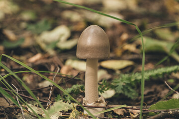 A single brown mushroom grows among green grass and fallen leaves in a forest setting. 