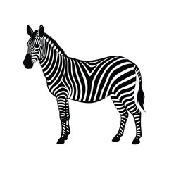 Obraz premium zebra vector illustration