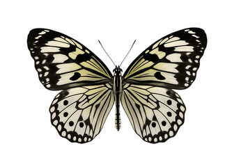 White and black butterfly insect wings