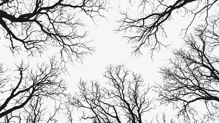Obraz premium black branches and tree trunks isolated on a white background, backdrop illustration