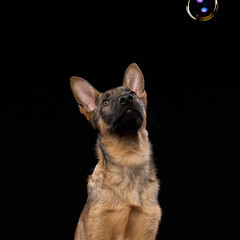 A wolfdog puppy stares directly at the camera against a black background. The sharp gaze and...