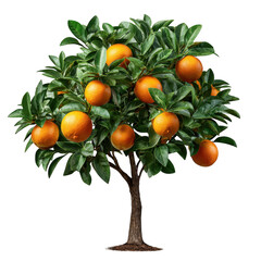 Orange tree isolated on transparent background