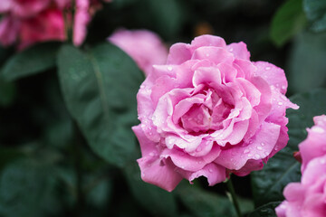 Beautiful pink roses blooming in a garden after a light rain shower