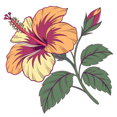 hibiscus flower, tropical botanical illustration, detailed botanical drawing, vibrant colors, large petals, lush foliage, realistic style, high resolution, digital art
