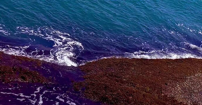 Blue And Green Algae Spread Peacefully Along Coastline.