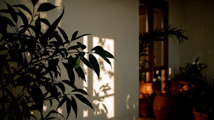 Soft light filtering through leaves and clay pots
