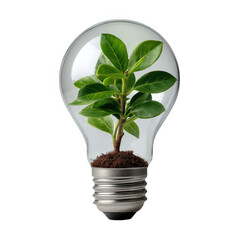 Green plant growing inside a lightbulb