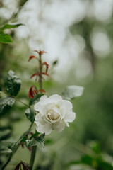 Elegant white rose blooming among vibrant green foliage in soft light