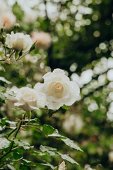 White roses bloom in a lush garden during a rainy afternoon