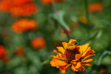Orange zinnia bloom with honey bee collecting pollen and blurred green foliage in the background