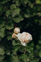 Blossoming white roses alongside unopened buds in a garden setting