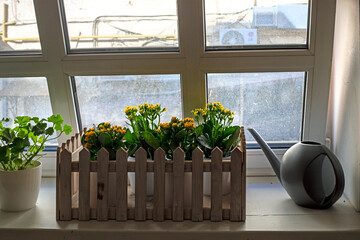 yellow and orange flowers of kalanchoe on the windowsill with an open window. Care and growing flowers