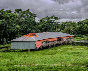 
There is a large tin farm house, surrounded by thick green grass and dense vegetation