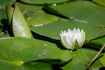 White waterlily blooming amoung green lilypads