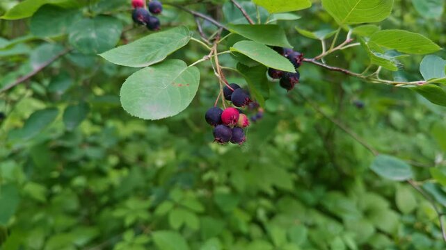 Wild Edible Berries in Nature