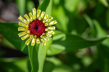 Zinnia just starting to bloom with blurred green foliage in the background