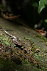 A small skink (lizard) on a mossy rock	