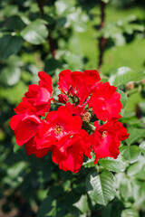 Vibrant red roses bloom beautifully in a sunny garden setting