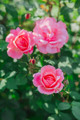 Beautiful pink roses blooming in a lush garden during daytime