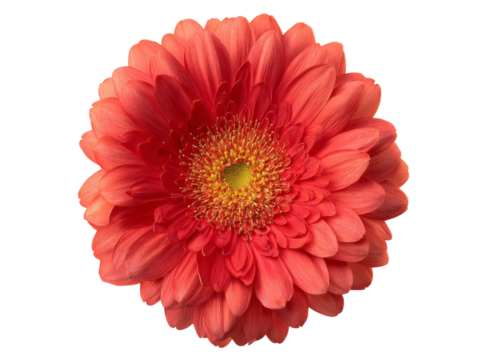 Vibrant coral gerbera daisy flower isolated on black background, Isolated On White, Png, Transparent Background