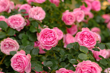 Blooming pink roses in a lush garden during late spring afternoon