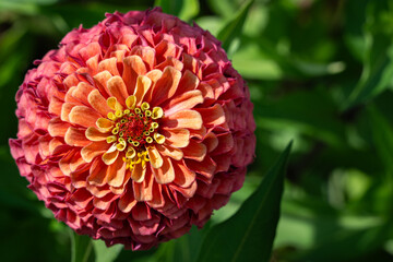 Colorful zinnia flower from above with green foliage blurred in the background