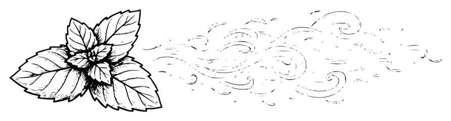 mint leaves with aromatic swirl vector sketch illustration © Kaz