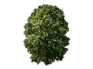 Obraz premium Lush green tree isolated on black background perfect for compositing, Isolated On White, Png, Transparent Background