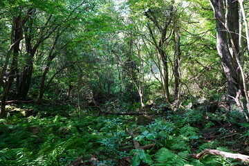 wild forest with dense ferns and old trees
