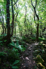 Fototapeta premium refreshing forest and path in the gleaming sunlight
