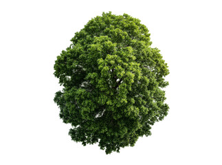 Fototapeta premium Lush green tree canopy isolated on black background, Isolated On White, Png, Transparent Background