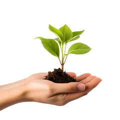 hand holding a young plant isolated on a transparent background