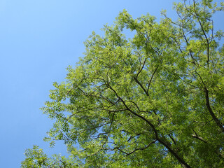 Eine Esche vor blauem Himmel spendet Schatten mit ihren grünen Blättern