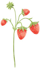 Watercolor hand drawn strawberry and leaf isolated.