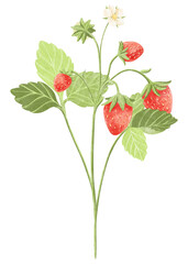 Watercolor composition of strawberries with leaves and flowers isolated. Illustration for the design of books, menus in cafes, restaurants, bars and shops.